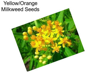 Yellow/Orange Milkweed Seeds
