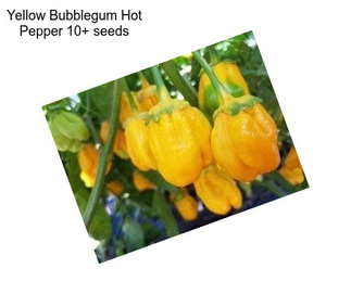 Yellow Bubblegum Hot Pepper 10+ seeds