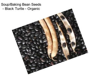 Soup/Baking Bean Seeds - Black Turtle - Organic