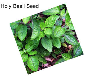 Holy Basil Seed