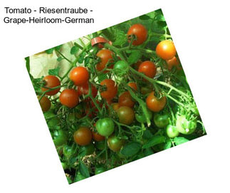 Tomato - Riesentraube - Grape-Heirloom-German