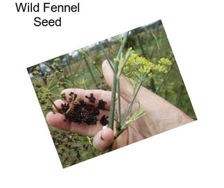 Wild Fennel Seed
