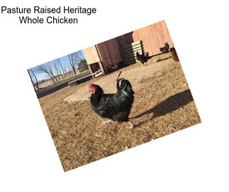 Pasture Raised Heritage Whole Chicken