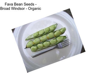 Fava Bean Seeds - Broad Windsor - Organic