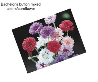 Bachelor\'s button mixed colors/cornflower