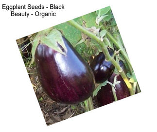 Eggplant Seeds - Black Beauty - Organic