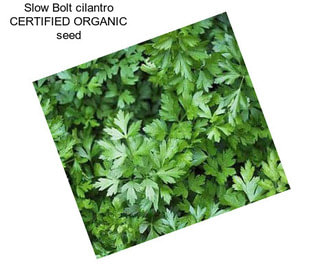 Slow Bolt cilantro CERTIFIED ORGANIC seed