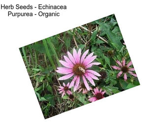 Herb Seeds - Echinacea Purpurea - Organic