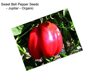 Sweet Bell Pepper Seeds - Jupiter - Organic