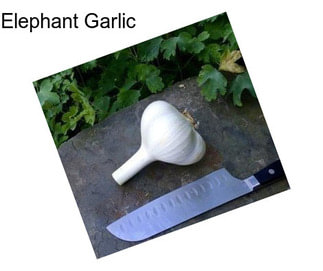 Elephant Garlic