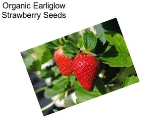 Organic Earliglow Strawberry Seeds