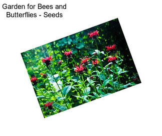 Garden for Bees and Butterflies - Seeds