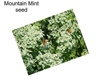 Mountain Mint seed