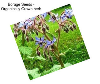 Borage Seeds - Organically Grown herb
