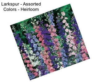 Larkspur - Assorted Colors - Heirloom