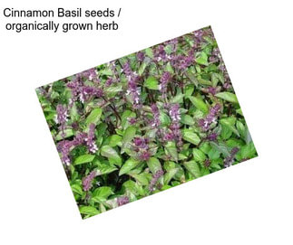 Cinnamon Basil seeds / organically grown herb