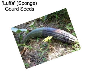 \'Luffa\' (Sponge) Gourd Seeds