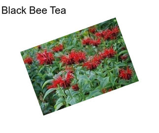 Black Bee Tea