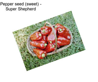 Pepper seed (sweet) - Super Shepherd