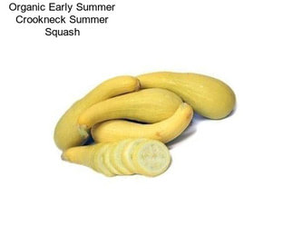 Organic Early Summer Crookneck Summer Squash