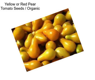 Yellow or Red Pear Tomato Seeds / Organic