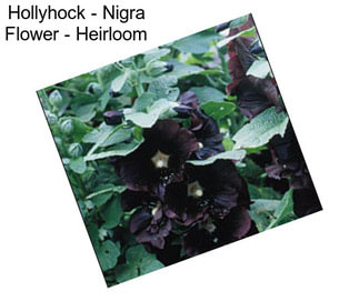 Hollyhock - Nigra Flower - Heirloom