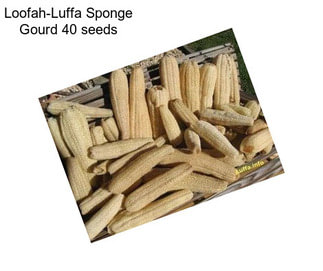 Loofah-Luffa Sponge Gourd 40 seeds