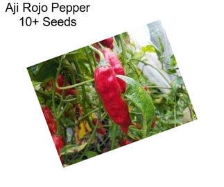 Aji Rojo Pepper 10+ Seeds