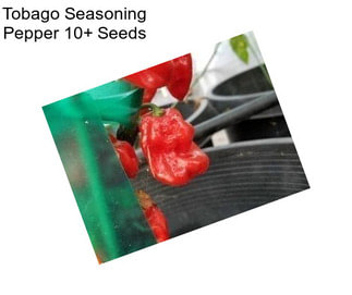 Tobago Seasoning Pepper 10+ Seeds