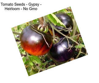 Tomato Seeds - Gypsy - Heirloom - No Gmo