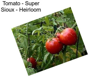 Tomato - Super Sioux - Heirloom