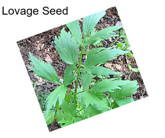 Lovage Seed