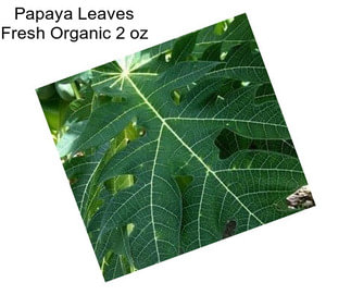 Papaya Leaves Fresh Organic 2 oz