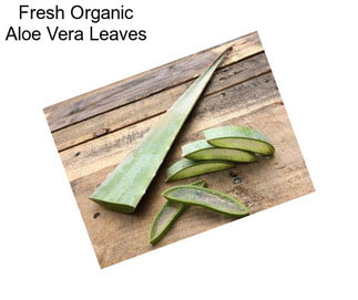 Fresh Organic Aloe Vera Leaves