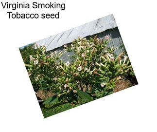 Virginia Smoking Tobacco seed