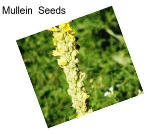 Mullein  Seeds