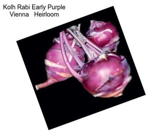 Kolh Rabi Early Purple Vienna   Heirloom