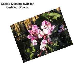 Dakota Majestic hyacinth Certified Organic