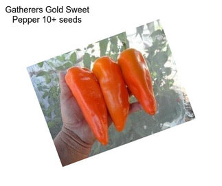 Gatherers Gold Sweet Pepper 10+ seeds