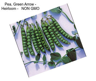 Pea, Green Arrow - Heirloom -   NON GMO