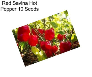 Red Savina Hot Pepper 10 Seeds