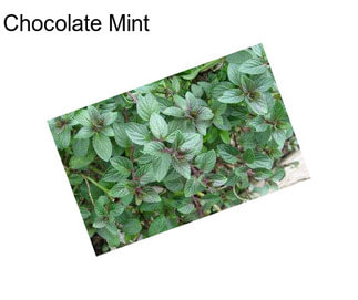 Chocolate Mint