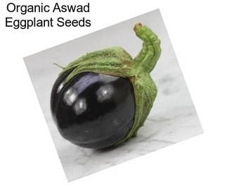 Organic Aswad Eggplant Seeds