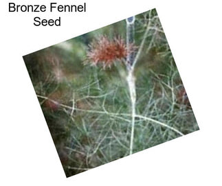 Bronze Fennel Seed
