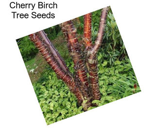 Cherry Birch Tree Seeds