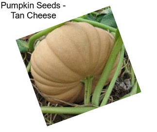 Pumpkin Seeds - Tan Cheese
