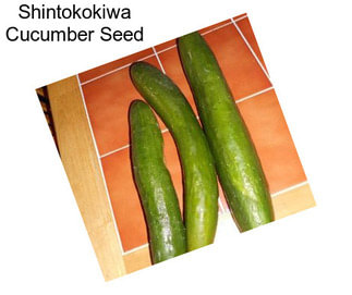 Shintokokiwa Cucumber Seed