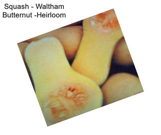 Squash - Waltham Butternut -Heirloom