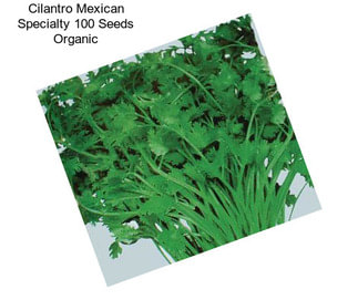 Cilantro Mexican Specialty 100 Seeds Organic