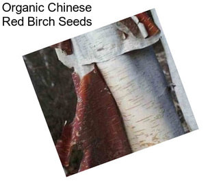 Organic Chinese Red Birch Seeds